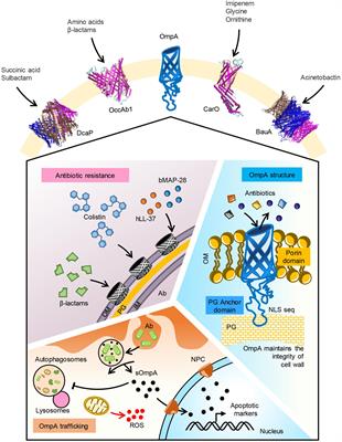 The Outer Membrane Proteins OmpA, CarO, and OprD of Acinetobacter baumannii Confer a Two-Pronged Defense in Facilitating Its Success as a Potent Human Pathogen